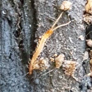 Geophilomorpha sp. (order) at Cotter River, ACT - 9 May 2021