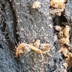 Geophilomorpha sp. (order) at Cotter River, ACT - 9 May 2021