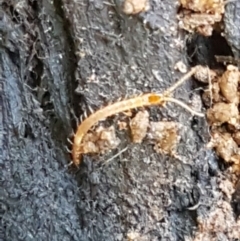 Geophilomorpha sp. (order) at Cotter River, ACT - 9 May 2021