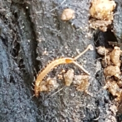 Geophilomorpha sp. (order) at Cotter River, ACT - 9 May 2021