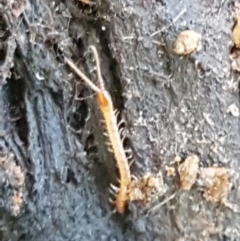 Geophilomorpha sp. (order) at Cotter River, ACT - 9 May 2021