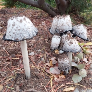 Coprinus comatus at Higgins, ACT - 8 May 2021