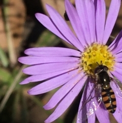 Melangyna viridiceps at Forbes Creek, NSW - 9 May 2021