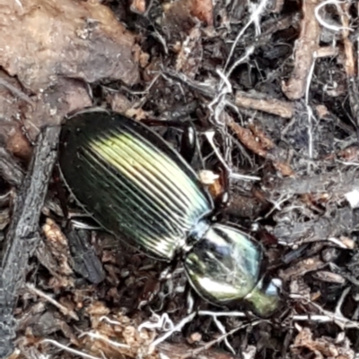 Notonomus opulentus (A ground beetle) at Cotter River, ACT - 9 May 2021 by trevorpreston