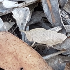 Goniaea sp. (genus) (A gumleaf grasshopper) at Cotter River, ACT - 9 May 2021 by trevorpreston