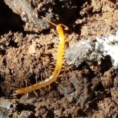 Cryptops sp. (genus) (Blind Scolopendroid Centipede) at Cotter River, ACT - 9 May 2021 by trevorpreston