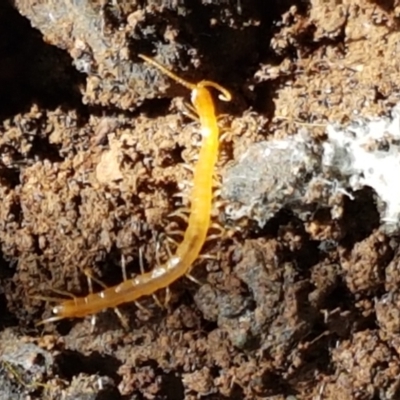 Cryptops sp. (genus) (Blind Scolopendroid Centipede) at Cotter River, ACT - 9 May 2021 by trevorpreston