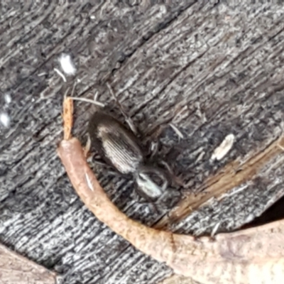 Adeliini sp. (tribe) (A darkling beetle) at Cotter River, ACT - 9 May 2021 by trevorpreston