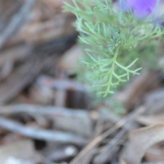 Glandularia aristigera at Wamboin, NSW - 23 Apr 2021