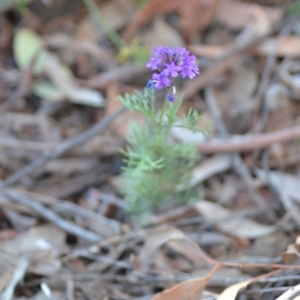 Glandularia aristigera at Wamboin, NSW - 23 Apr 2021