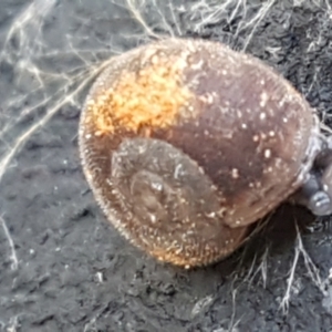 Austrochloritis (Genus) at Cotter River, ACT - 9 May 2021