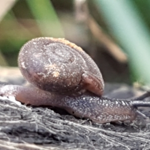 Austrochloritis (Genus) at Cotter River, ACT - 9 May 2021