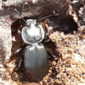 Cardiothorax monarensis at Cotter River, ACT - 9 May 2021