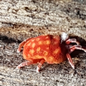 Trombidiidae (family) at Cotter River, ACT - 9 May 2021 11:19 AM