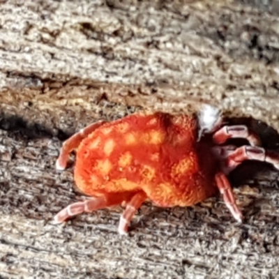 Trombidiidae (family) (Red velvet mite) at Lower Cotter Catchment - 9 May 2021 by trevorpreston