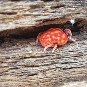 Trombidiidae (family) at Cotter River, ACT - 9 May 2021 11:19 AM