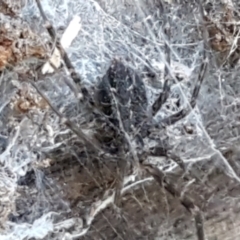 Unidentified Spider (Araneae) at Lower Cotter Catchment - 9 May 2021 by trevorpreston