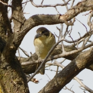 Cracticus torquatus at Symonston, ACT - 7 May 2021