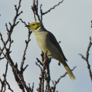 Ptilotula penicillata at Symonston, ACT - 9 May 2021