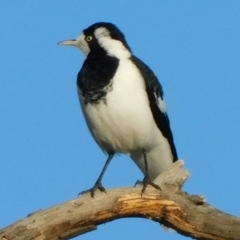 Grallina cyanoleuca (Magpie-lark) at Symonston, ACT - 24 Apr 2021 by CallumBraeRuralProperty