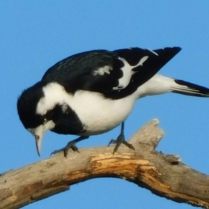 Grallina cyanoleuca at Symonston, ACT - 24 Apr 2021