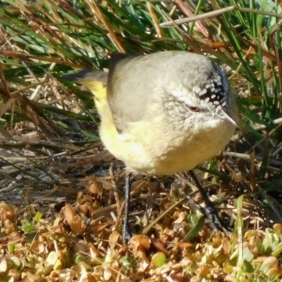 Acanthiza chrysorrhoa (Yellow-rumped Thornbill) at Symonston, ACT - 24 Apr 2021 by CallumBraeRuralProperty