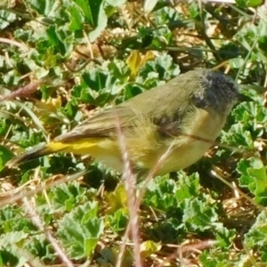 Acanthiza chrysorrhoa at Symonston, ACT - 25 Apr 2021