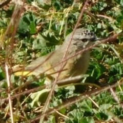 Acanthiza chrysorrhoa at Symonston, ACT - 25 Apr 2021