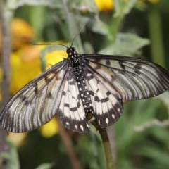 Acraea andromacha (Glasswing) at Acton, ACT - 9 May 2021 by TimL