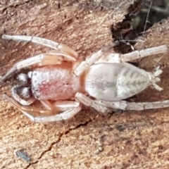 Clubiona sp. (genus) (Unidentified Stout Sac Spider) at Capital Hill, ACT - 9 May 2021 by trevorpreston