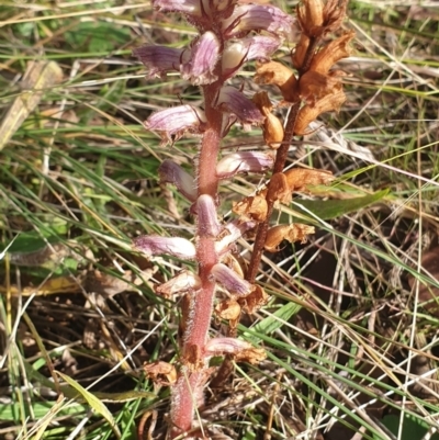 Orobanche minor (Broomrape) at Mount Painter - 6 May 2021 by drakes