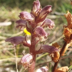 Orobanche minor at Cook, ACT - 7 May 2021