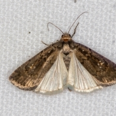 Athetis tenuis (Plain Tenuis Moth) at Melba, ACT - 26 Dec 2020 by Bron