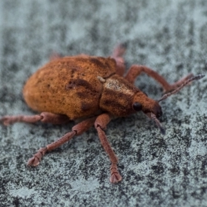 Gonipterus sp. (genus) at Booth, ACT - 9 May 2021