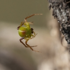 Theridiidae (family) at Googong, NSW - 30 Apr 2021 by WHall