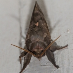 Oxycanus dirempta (Variable Oxycanus) at Googong, NSW - 4 May 2021 by WHall