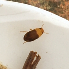 Dytiscidae (family) (Unidentified diving beetle) at Dickson, ACT - 6 May 2021 by Ned_Johnston