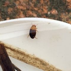 Dytiscidae (family) at Dickson, ACT - 6 May 2021