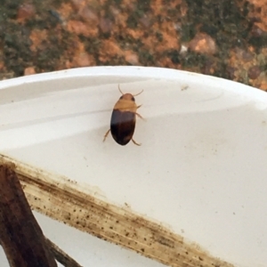 Dytiscidae (family) at Dickson, ACT - 6 May 2021