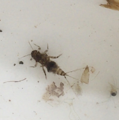 Ephemeroptera (order) (Unidentified Mayfly) at Dickson Wetland - 6 May 2021 by Ned_Johnston