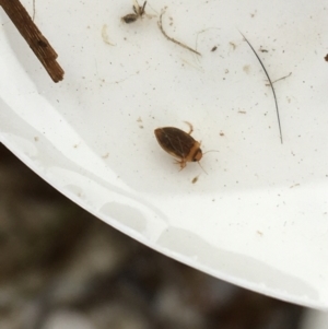 Dytiscidae (family) at Dickson, ACT - 6 May 2021