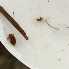 Dytiscidae (family) at Dickson, ACT - 6 May 2021 10:36 AM