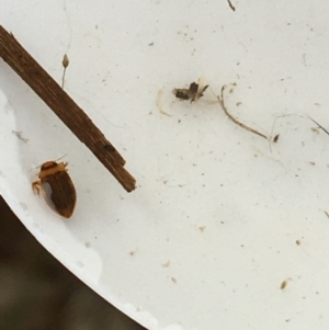 Dytiscidae (family) at Dickson, ACT - 6 May 2021 10:36 AM