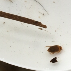 Dytiscidae (family) at Dickson, ACT - 6 May 2021 10:36 AM