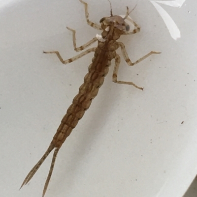 Coenagrionidae (family) (Unidentified damselfly) at Dickson Wetland - 6 May 2021 by NedJohnston
