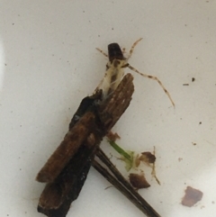 Leptoceridae sp. (family) (Long-horned caddisfly) at Dickson, ACT - 6 May 2021 by Ned_Johnston