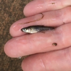 Gambusia holbrooki (Gambusia, Plague minnow, Mosquito fish) at Dickson Wetland - 6 May 2021 by Ned_Johnston