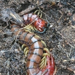 Cormocephalus aurantiipes (Orange-legged Centipede) at Bruce, ACT - 4 May 2021 by Ned_Johnston