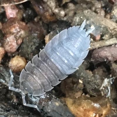 Porcellio scaber (Common slater) at Bruce, ACT - 4 May 2021 by Ned_Johnston