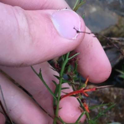 Haloragis heterophylla (Variable Raspwort) at Bruce, ACT - 4 May 2021 by Ned_Johnston